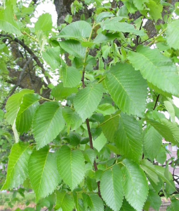 Foto blad Iep