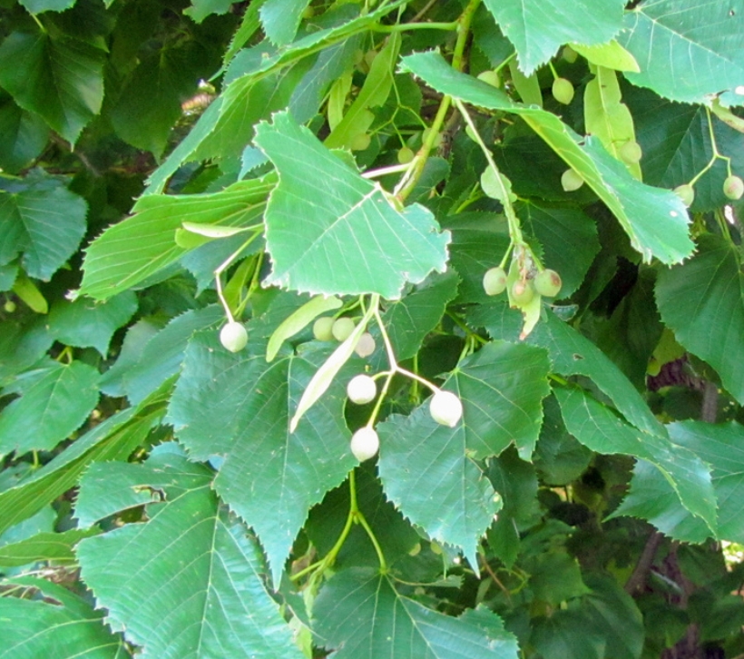 foto blad Linde